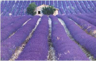 Lavanda